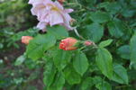 Louis Rödiger rose photo