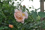 Louis Rödiger rose photo