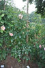 Louis Rödiger rose photo