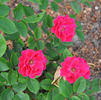 Uetersen ® rose photo