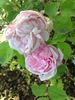 Duchesse d'Alba rose photo
