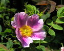 <i>Rosa arkansana</i> 'Peppermint' rose photo