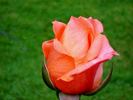 École d'Ecully® rose photo