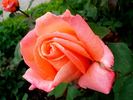 École d'Ecully® rose photo