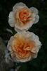 Silvina Donvito rose photo