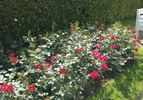 Fanal rose photo