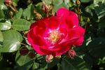 Fanal rose photo