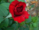 Black Night ® rose photo