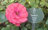 Bambula ® rose photo