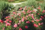 Bambula ® rose photo