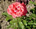 Bambula ® rose photo