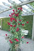Solo rose photo