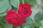 Solo rose photo