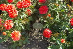 Zorina rose photo