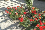 Zorina rose photo