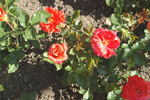 Zorina rose photo