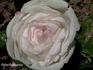James Bougault rose photo