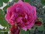 Lady Arthur Hill rose photo