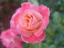 Maiden Voyage rose photo