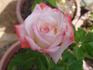 City of Alexandria rose photo