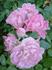 Pink Cardinal Hume rose photo