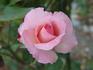 Angela Lansbury rose photo