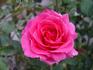 Hot Spot rose photo