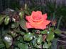 Acadia Sunrise rose photo