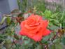 Acadia Sunrise rose photo