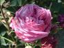Comtesse Cahen d'Anvers rose photo