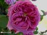 L'Ami Maubray rose photo