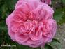 Merrie England rose photo