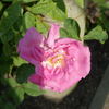 Poëma rose photo