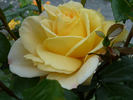 Sunstar rose photo