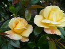 Sunstar rose photo