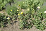 Zonta Rose rose photo