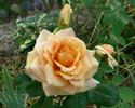 Apricot rose photo