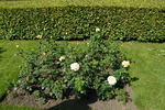Dorothy Goodwin rose photo