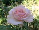 Billy Graham ™ rose photo