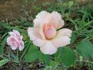 Bowie Pink Lady rose photo