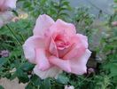 Brinessa rose photo