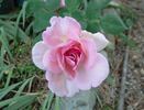Pink Lustre rose photo