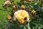Bessy rose photo