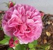 Anke rose photo