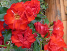 Crimson Meidiland rose photo