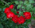 Crimson Meidiland rose photo
