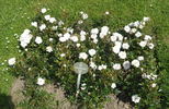 Schneeküsschen® rose photo