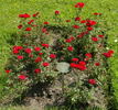 Scarlet Gem ® rose photo
