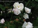 <I>Rosa rubifolia</i> X <i>Rosa noisettiana</i> rose photo