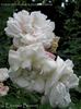 <I>Rosa rubifolia</i> X <i>Rosa noisettiana</i> rose photo